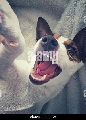 Porträt eines Hundes. Nahaufnahme von Jack Russell Terrier mit offenem Mund. Welpe scheint, ein Selbstporträt zu nehmen. Stockfoto