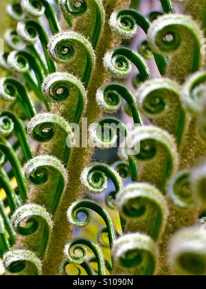 Abstrakte Muster erstellt von neuen Wedel einer Sago Palme unfurling, Cycas revolta Stockfoto