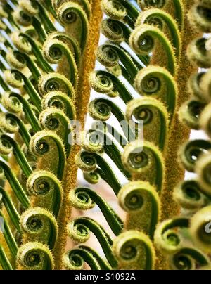 Abstrakte Muster erstellt von neuen Wedel einer Sago Palme, Cycas Revolta uncurling Stockfoto