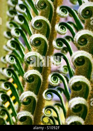 Nahaufnahme Makroaufnahme neue Wedel, die Eröffnung am Sago Palme, Cycas Revolta mit abstraktem Muster Stockfoto