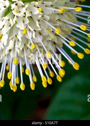 Zarte Staubblätter einer Buttonbush Blume strahlt nach außen, Cephalanthes occidentalis Stockfoto