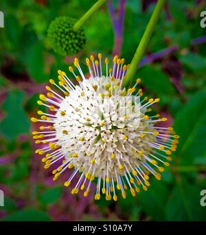 Buttonbush Blüte mit zarten gelb-bestückte Staubgefäßen, Cephalanthes occidentalis Stockfoto