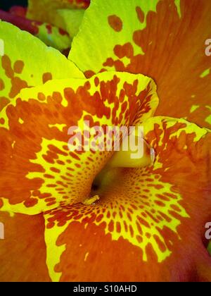 Makro Nahaufnahme einer Canna Lilie blüht, "Tropicana Gold", Canna x generalis Stockfoto