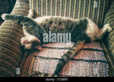 Katze auf einem Sessel in lustigen Position ruhen Stockfoto