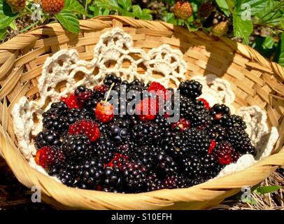 Frisch gepflückt wilde Brombeeren in einem Korb Stockfoto