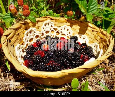 Frisch gepflückt wilde Brombeeren in einem Korb mit reifen Beeren im Hintergrund Stockfoto