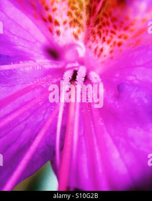 Nahaufnahme einer Rosa blühenden Rhododendron-Busch Blume. Stockfoto