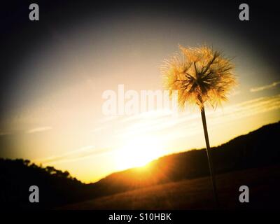 Löwenzahn und Sonnenuntergang. Stockfoto