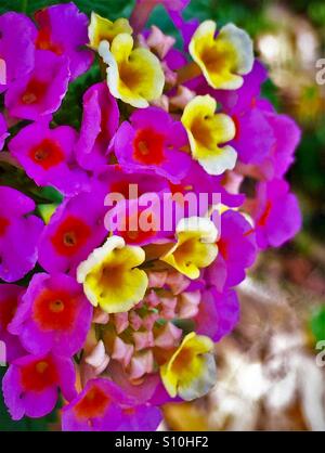 Seitenansicht-Winkel-Makro der heiße rosa und gelben Blüten einer Lantana Pflanze, Lantana camara Stockfoto