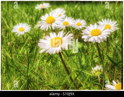 Gänseblümchen wachsen in einem Garten. Stockfoto