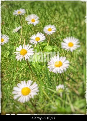 Gänseblümchen wachsen in einem Garten. Stockfoto