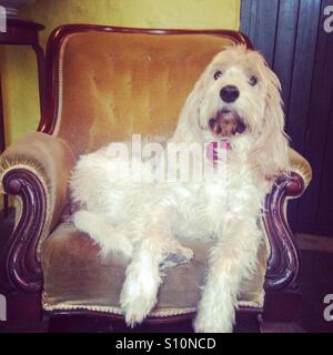 Hund im Stuhl Stockfoto