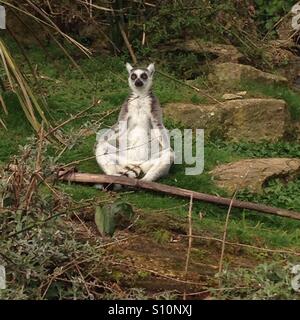 Lemur zu meditieren Stockfoto