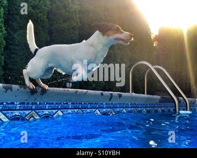 Niedriger Blickwinkel auf einen kleinen Hund, der in einen Außenpool im Garten springt Stockfoto