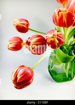 Schöne Orange Tulpen Stockfoto