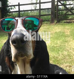 Nahaufnahme eines Basset Hound Hund saß in einem Garten tragen Sonnenbrillen Stockfoto