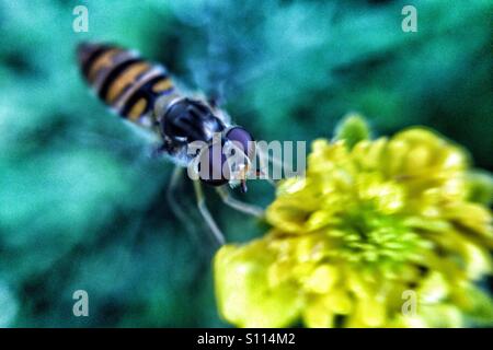 Schweben Sie fliegen auf gelben Blume Stockfoto