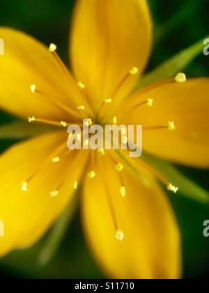 Stickleaf Blume aus nächster Nähe Stockfoto