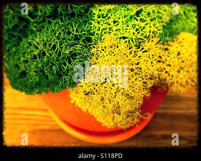 Drei farbige Moos in den orange Topf Stockfoto