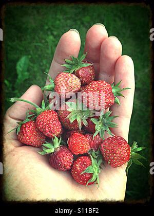 Handvoll Walderdbeeren Stockfoto
