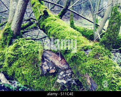 Umgestürzten Baum mit Moos bedeckt Stockfoto
