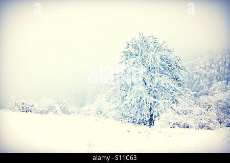Wald bedeckt mit Schnee Stockfoto