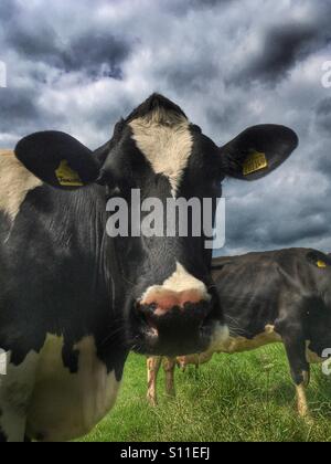 Kühe auf einem Feld am Almscliff Crag Stockfoto