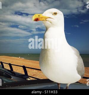 Möwe, die hoch oben auf einem Auto Stockfoto