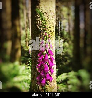 Ein Fingerhut Blume unter den Pinien im Galloway Forest park Stockfoto