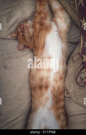 Katzen an einem Sonntagmorgen Stockfoto
