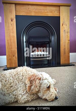 Pelzigen Beige Labradoodle Hund vor einer elektrischen Feuer und Holz Feuer umgeben liegen Stockfoto