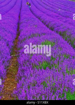 Lavendel-Feld in Kent. Stockfoto