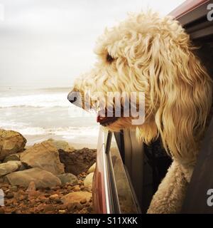 Ein Labradoodle Hund klebt es den Kopf aus dem Fenster des Autos am Strand. Ventura, Kalifornien USA. Stockfoto