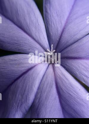 Nahaufnahme einer plumbago Blüte, die den Rahmen füllt Stockfoto