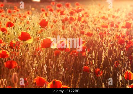 Eine helle Mohnfeld, die Hintergrundbeleuchtung von einer untergehenden Sonne ist. Stockfoto