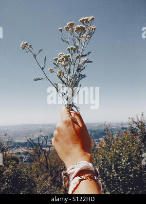 Frau Hand hält er einen Blumenstrauß der Schafgarbe Stockfoto