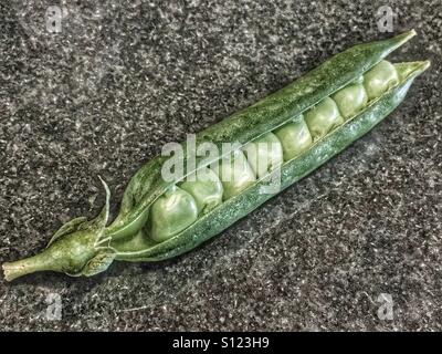 PEA pod Stockfoto