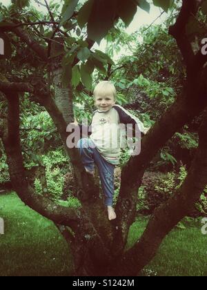 3 Jahre alter Junge, Klettern in einem Kirschbaum, Deutschland Stockfoto