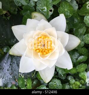 Wildwasser-Lilie Blume auf einem Teich Stockfoto