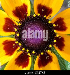 Black eyed Susan hautnah Stockfoto
