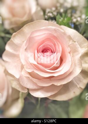Schönen erröten rosa stieg von Geburtstag Blumenstrauß Stockfoto