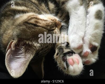 Schlafende Katze zusammengerollt mit Pfoten in der Nähe von Gesicht Stockfoto