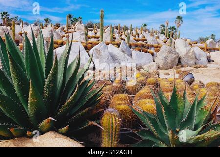 Kaktus-Garten in Mexiko an einem sonnigen Tag Stockfoto