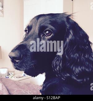 Schöne schwarze Cocker Spaniel Hund arbeiten Stockfoto