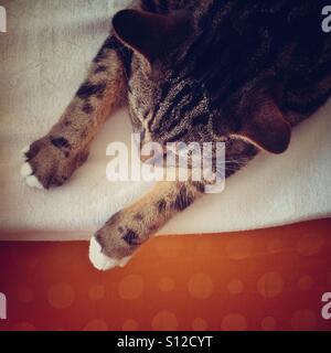 Schlafende Tabby Katze. Stockfoto