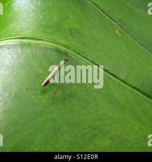 Grass Hopper sitzt auf einem Blatt Stockfoto