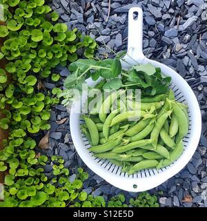 Korb mit frisch geernteten Frühling Erbsen. Stockfoto