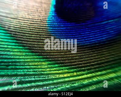 Peacock Feather Makro Stockfoto