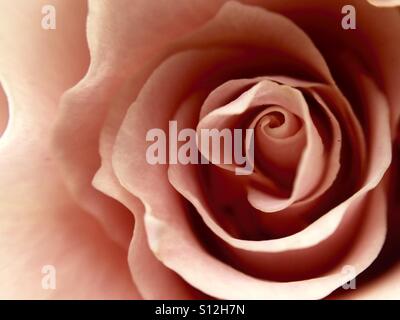 Rosa Rosa off-Center Rose füllt den Rahmen Stockfoto