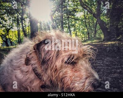 Hund in den Wald auf der Suche nach unten Stockfoto